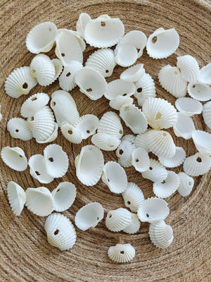 Natural medium size shell