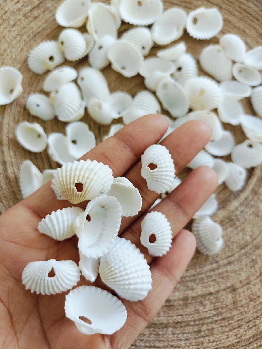 Natural medium size shell
